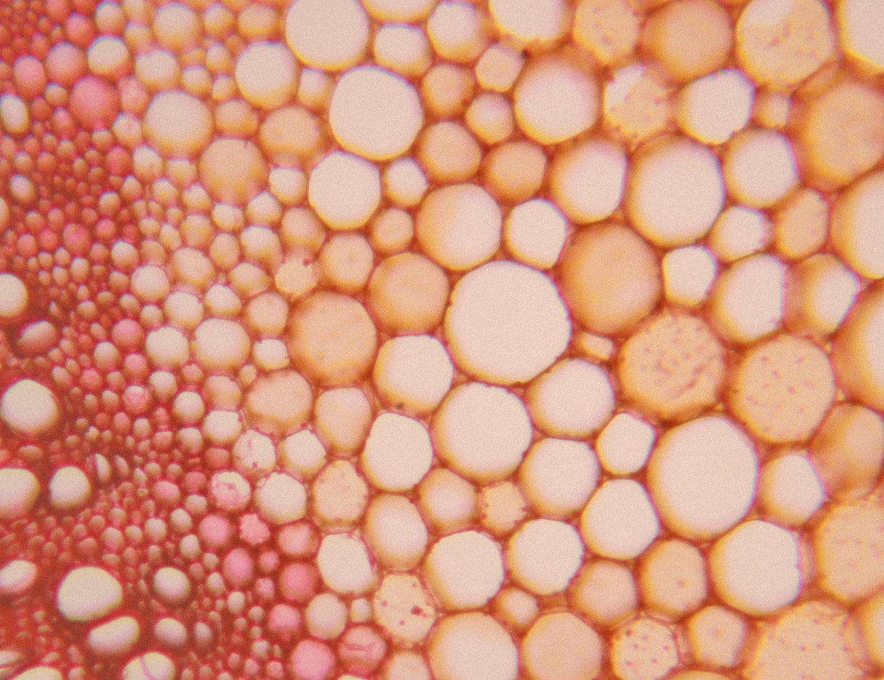 Ferulic Acid in Skincare