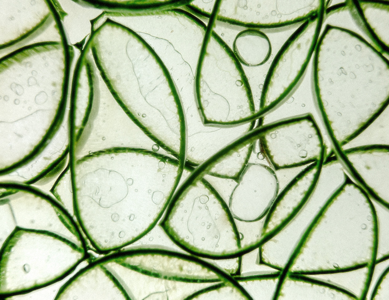 aloe vera in skincare
