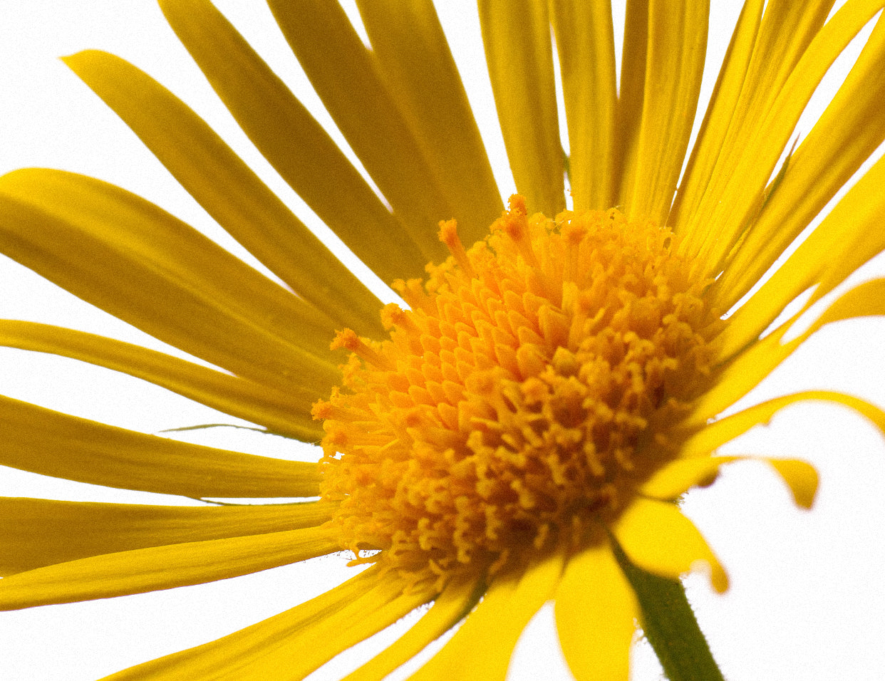 arnica in skincare