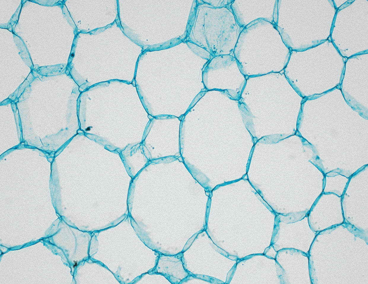Benzoyl Peroxide in skincare
