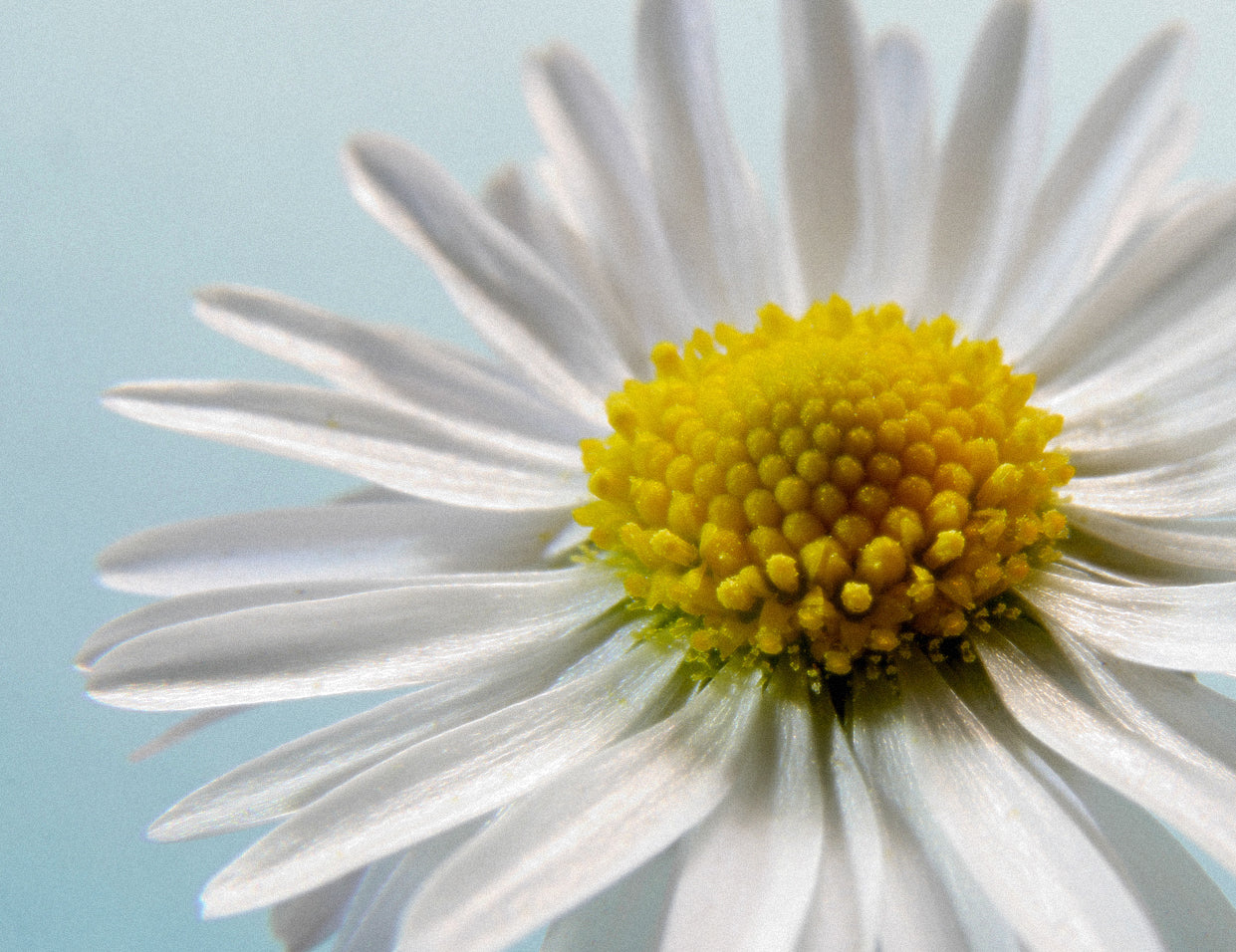 feverfew in skincare