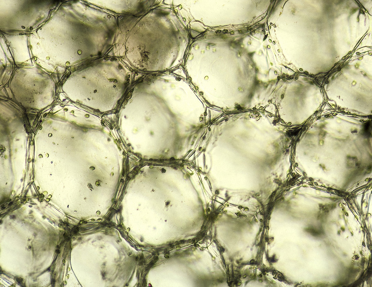 Kojic Acid in Skincare