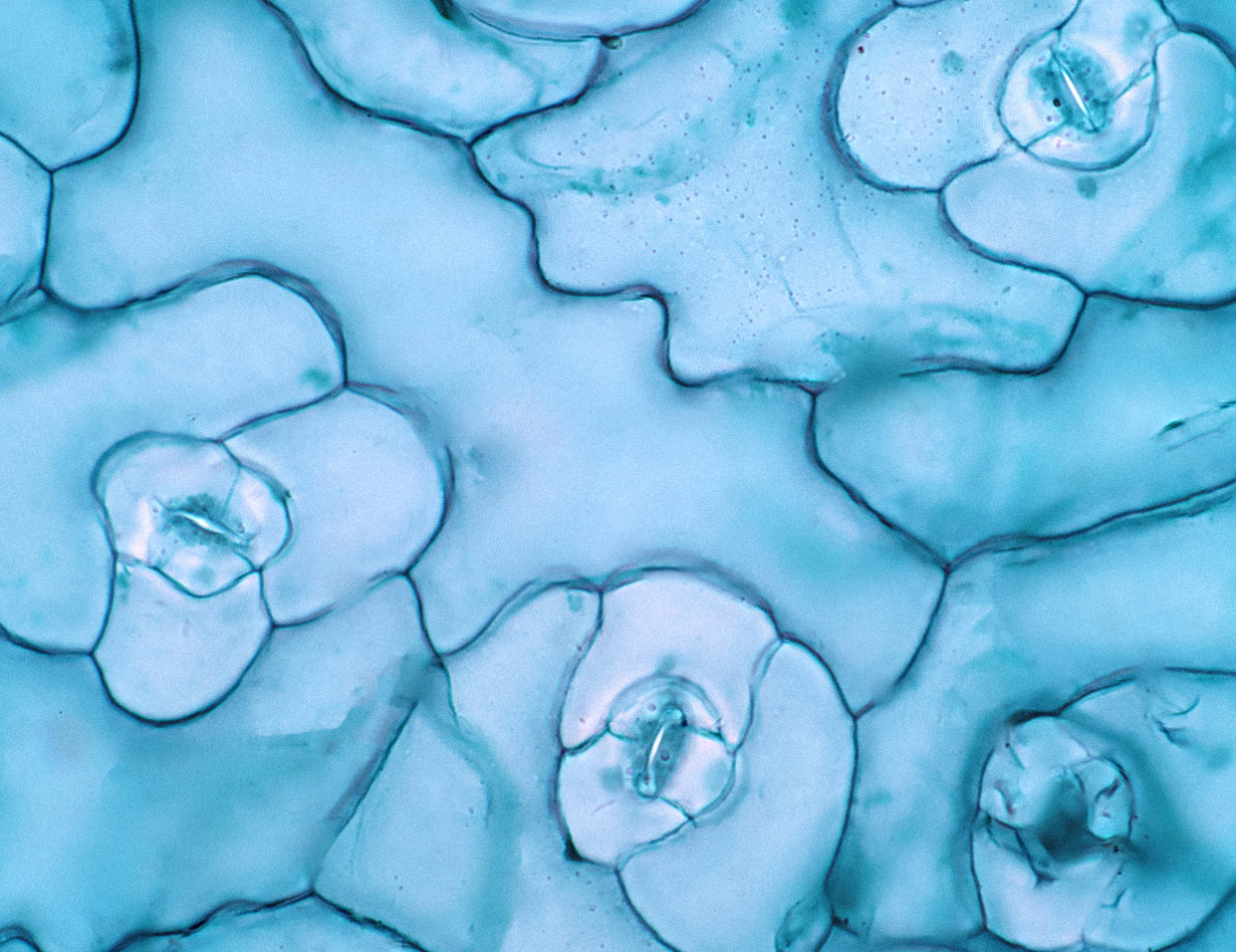 Retinaldehyde in Skincare
